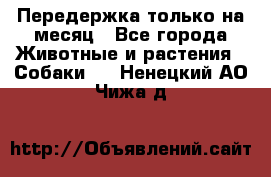 Передержка только на месяц - Все города Животные и растения » Собаки   . Ненецкий АО,Чижа д.